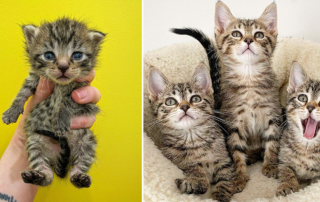 Bingo, Bango, Bongo, kittens born to feral mom, Laura G, Winnipeg, Canada