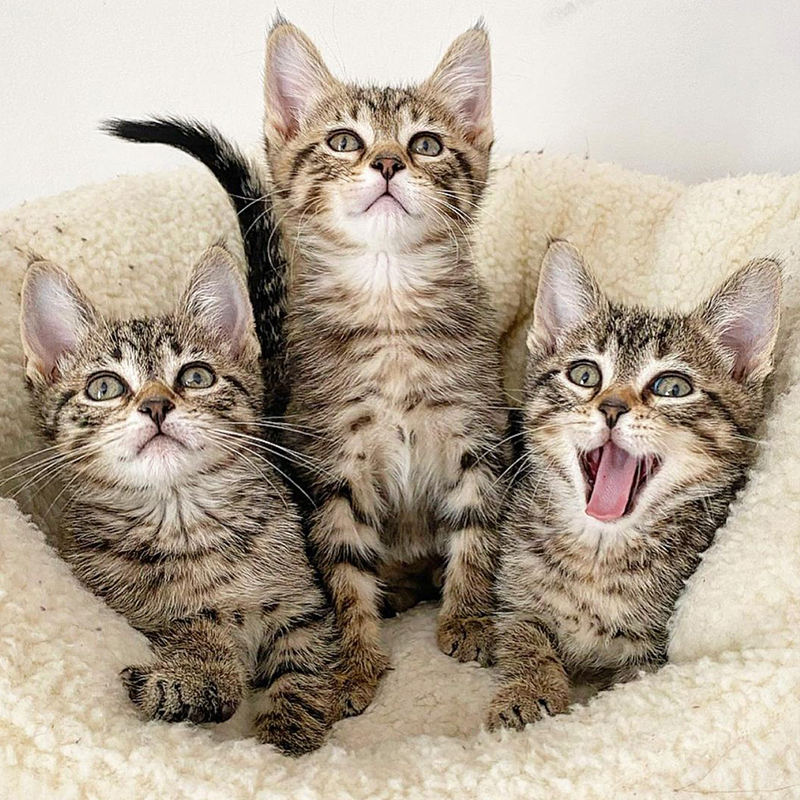 Four tiny feral kittens reunited! #kittens #cuteanimals #feral