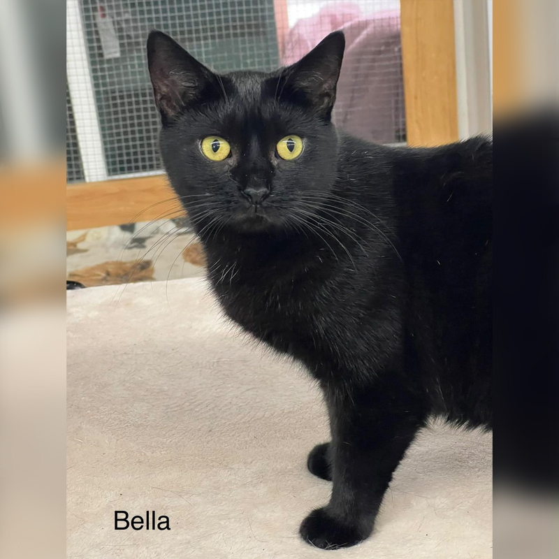Black Cat Bonanza, Bella the cat