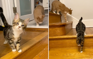 Blind kitten Galileo shows how blind cats rock
