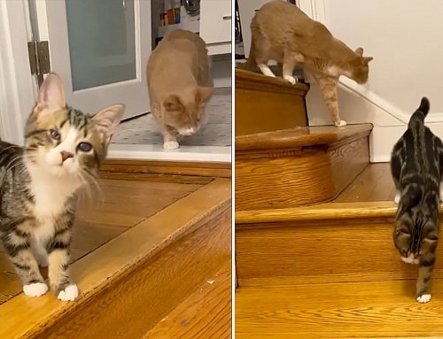Amazing Kitten Galileo Shows How Blind Cats Rock After Common Virus Takes His Vision
