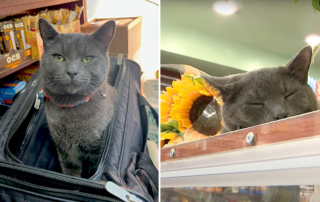 Brooklyn Bodega Cat Boka catnapped and returned to deli