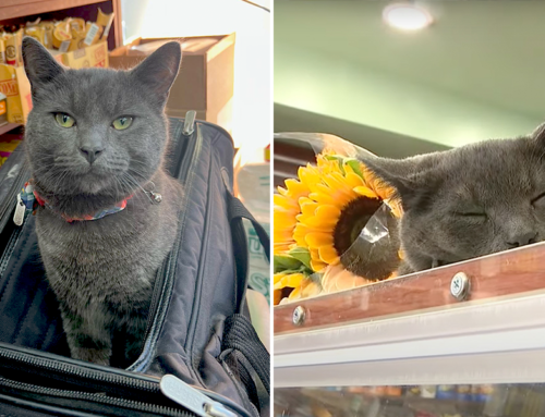 Brooklyn Bodega Cat Boka was Catnapped But Returned After Huge Outcry