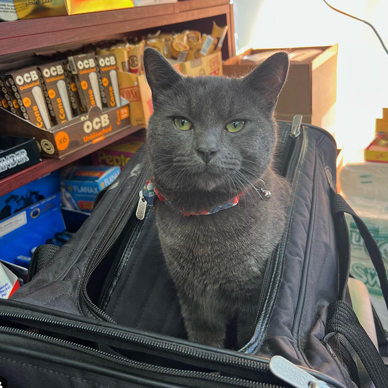 Boka the bodega cat in a bag