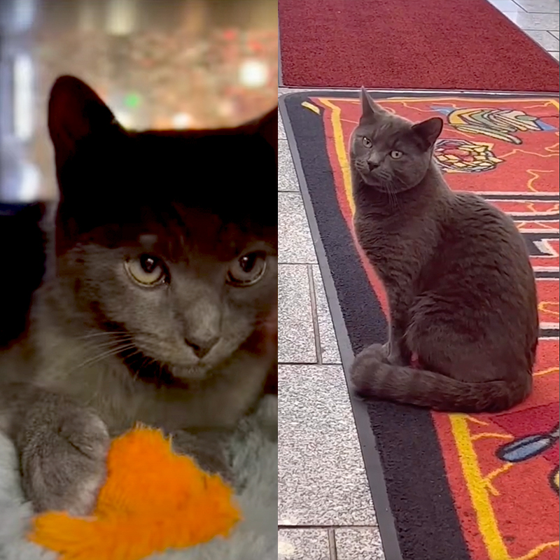 Two pictures of a bodega cat