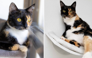 Celine Dion, Carmela, tortoiseshell cat, Tortie, Love Your Feral Felines, San Diego, California