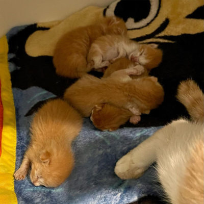 Rescuers Face Agonizing Decision After Sick Kitten Gives Birth