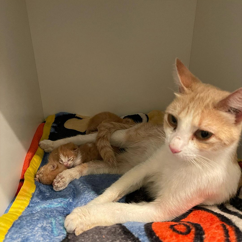 Catreena the kitten gave birth to five kittens