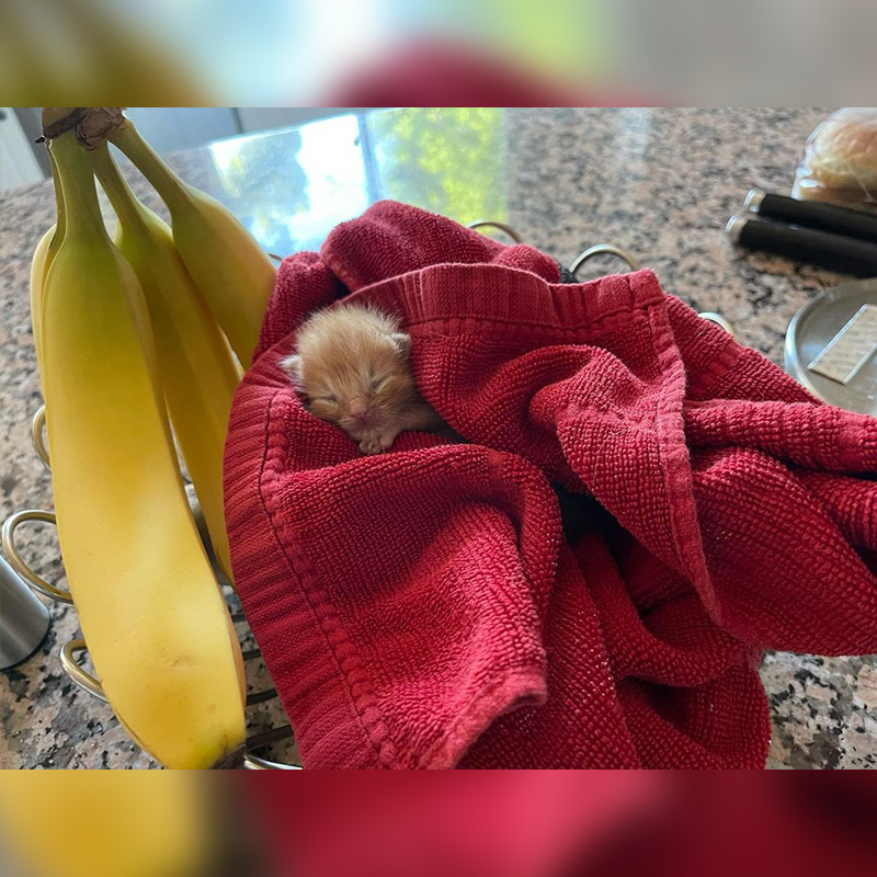 Tiny ginger kitten in towel beside banana