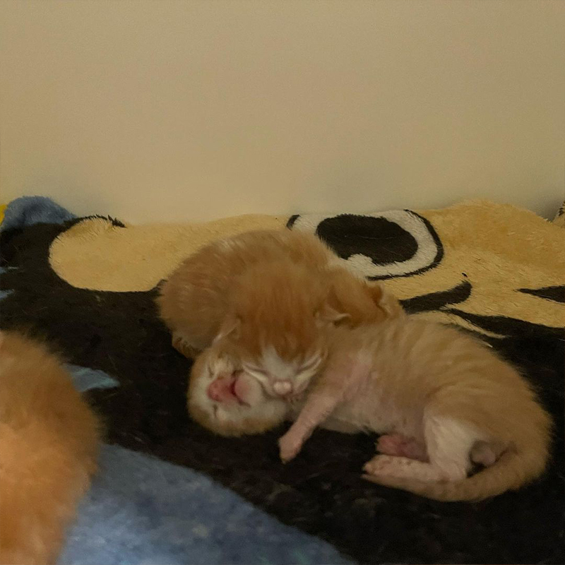 two tiny ginger kittens