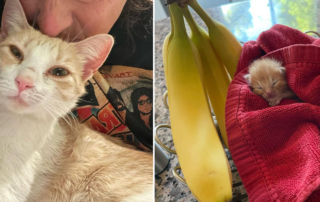 Catreena kitten gives birth, Wrenn rescues, California