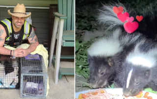 Cowboy Cat Wrangler Bob Lynch, skunks, skunk