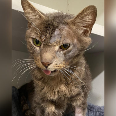 Dumped and Forgotten, Senior Cat Earl Gets a Second Chance