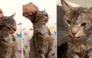 Milo's Sanctuary & Special Needs Cat Rescue, Inc., Earl the cat, rescued senior cat, Burbank California