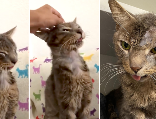 Dumped and Forgotten, Senior Cat Earl Gets Second Chance in Special Needs Sanctuary