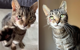 Jules, rescued tabby, Flatbush Cats, Brooklyn