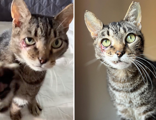 Jules the Tabby Only Wants Love Even After Surviving Car Accident