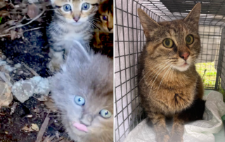 Greenpoint Cats, Brooklyn, cat all brings all the kittens to the yard