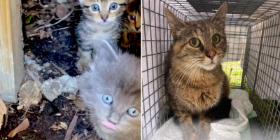 Rescuers Cat-Call Brings Kittens to the Yard but Mama Takes Off