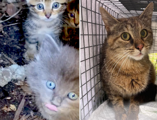 Rescuers’s Cat-Call Brings All the Kittens to the Yard, but Mama Has Other Ideas