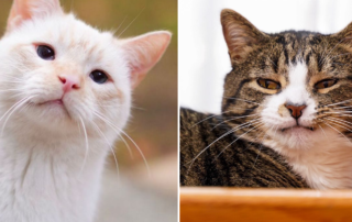 Henry and Otis, rescued cats from Kentucky, sage advice