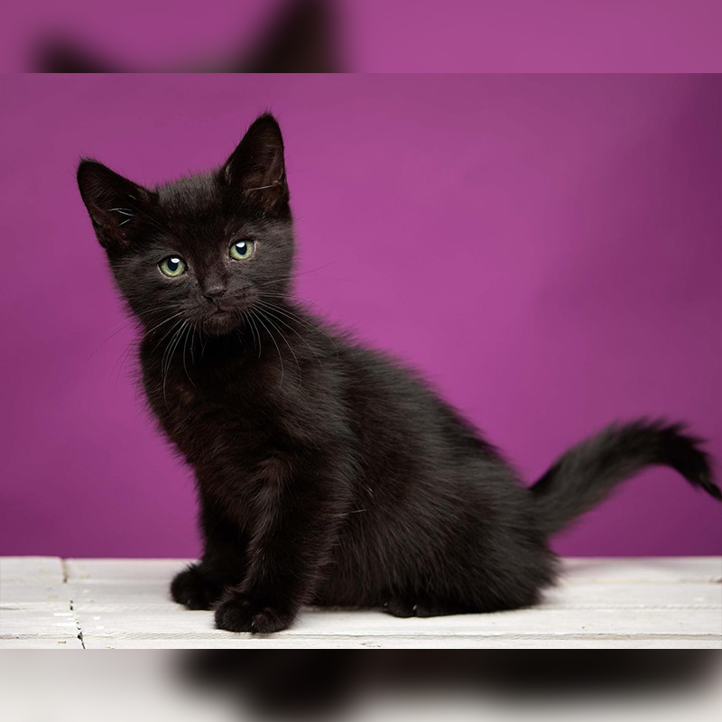 Houdini the kitten from CAAT friends in Southern California