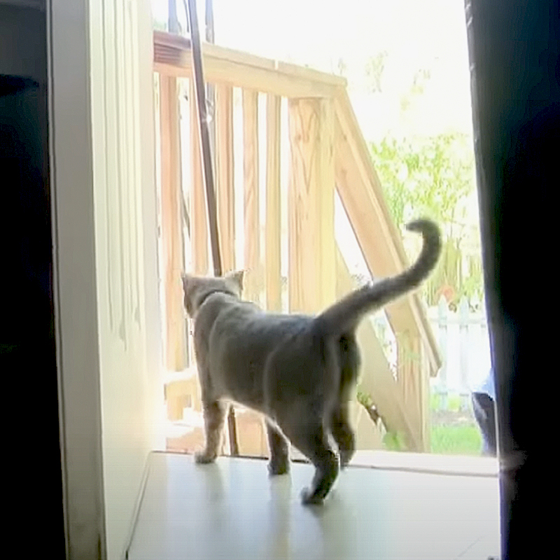 grey cat in doorway
