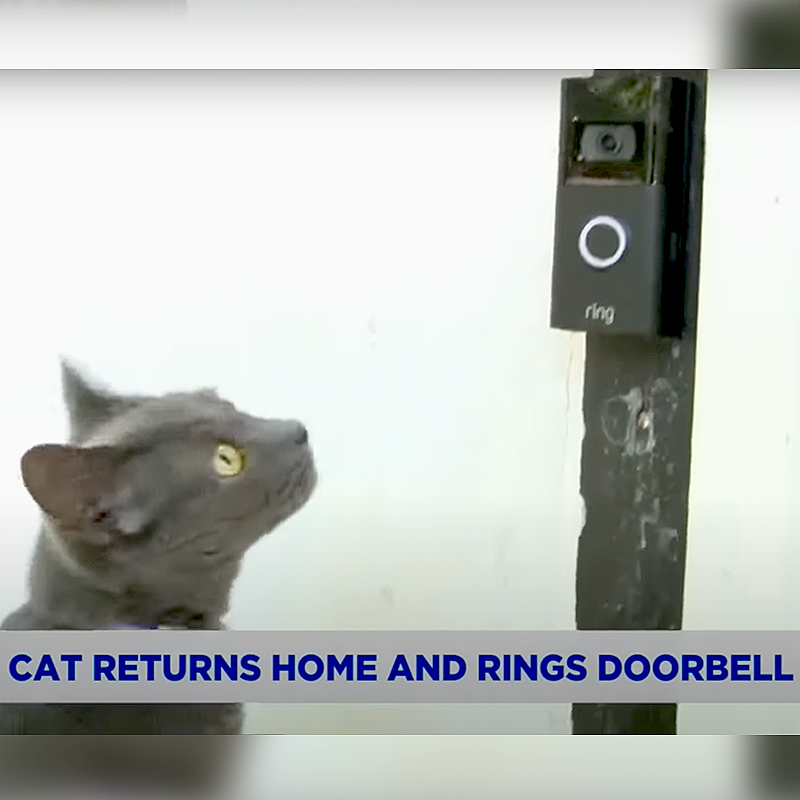 Cat looks at Ring doorbell
