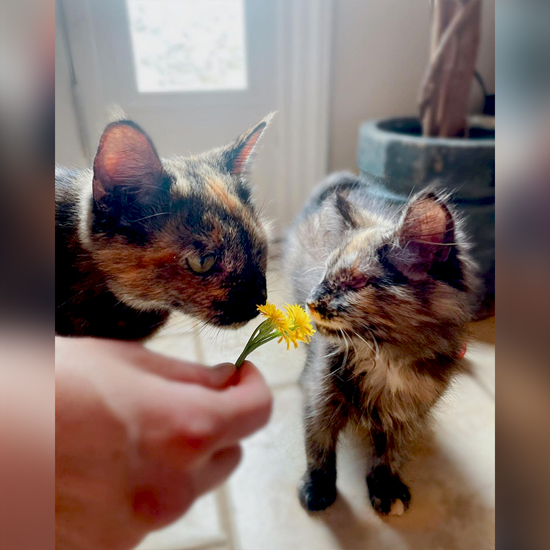 Lu and Ruby smell yellow flowers together
