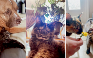Lu the blind kitten, Luna, anophthalmia, Charlotte, North Carolina