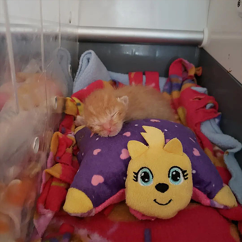 Incubator with tiny ginger kittens Mac and Cheese, Cat Meow