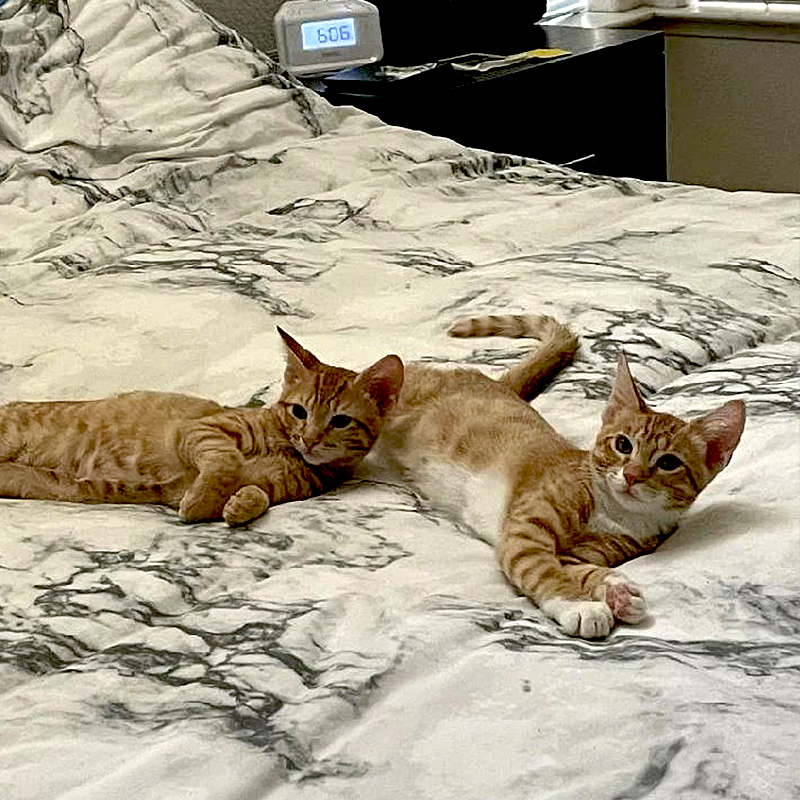 Grown up ginger kittens on a bed