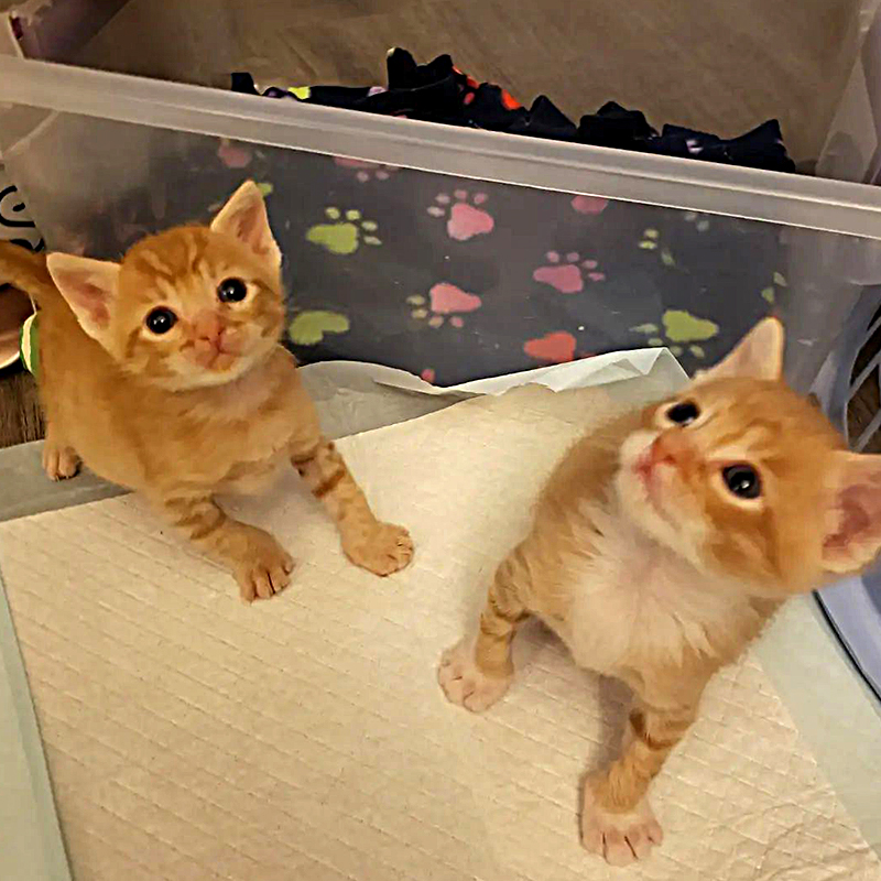 Ginger kitten siblings looking up