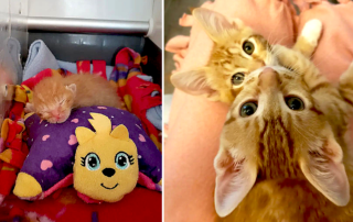 Mac and Cheese, ginger neonate kittens saved by village of rescuers in Southern California, Wrenn Rescues