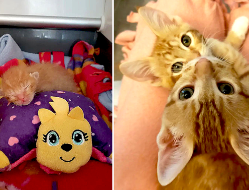 A Village of Rescuers Help Save 1-Week-Old Ginger Kittens, Mac and Cheese