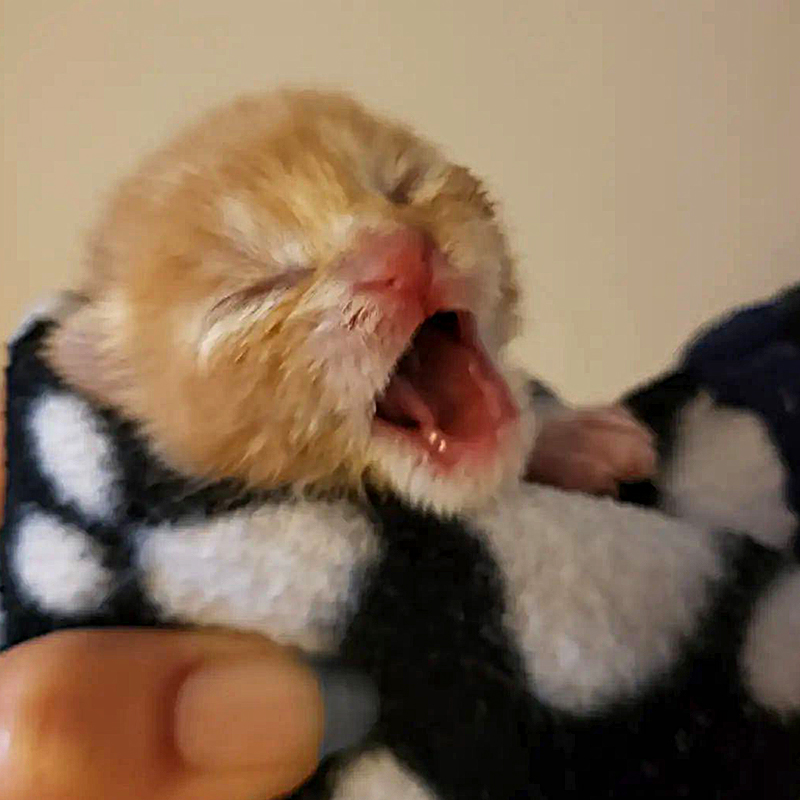 Tiny one-week-old kitten, ginger
