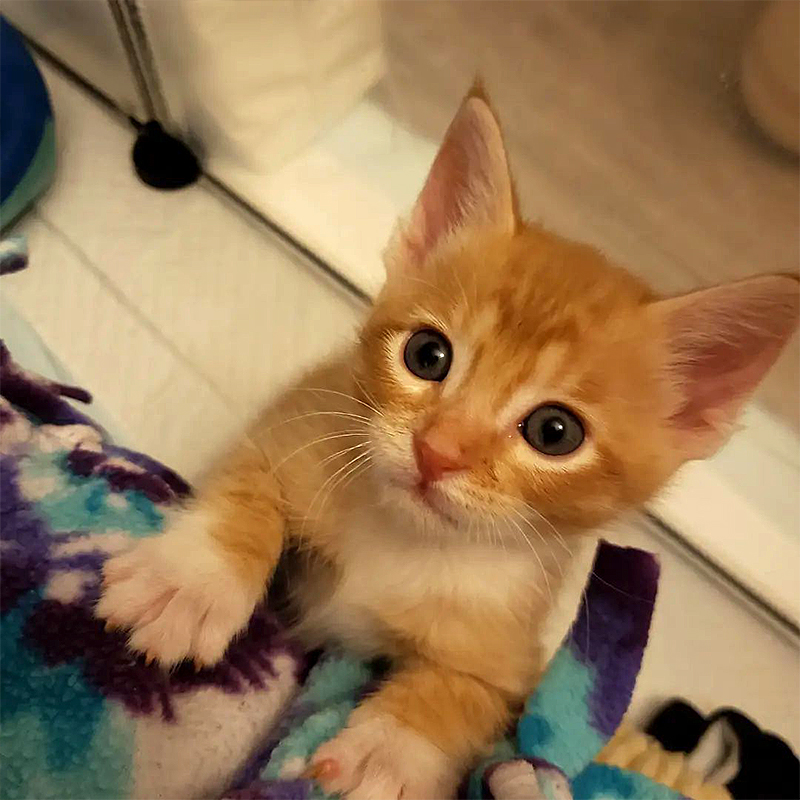 Cute kitten named Mac