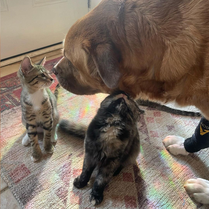 Maggie the dog looks at a foster kitten while Lu looks up at Maggie 