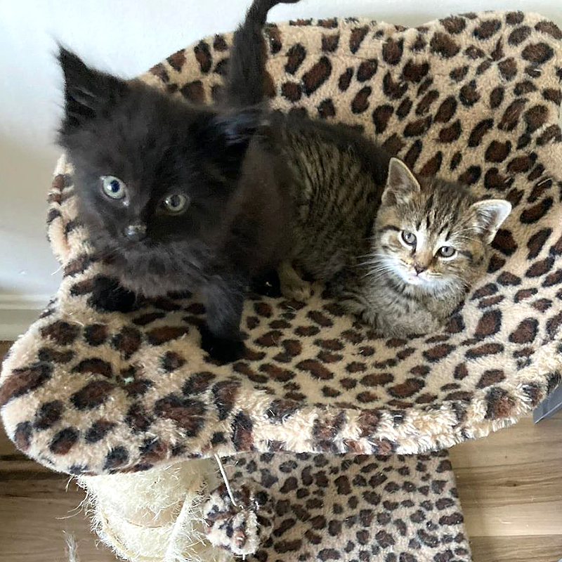 Matilda and Maverick in a leopard-spotted cat tree