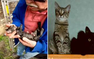 Matilda kitten, CPR, Kamm's Cat Guaridans, Cleveland, Ohio