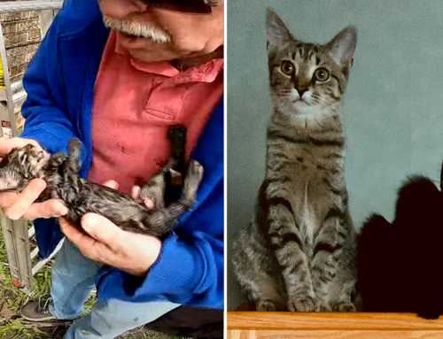 Matilda the Kitten Given CPR, Comes Back to Life, Finds Home That’s ‘Meant to Be’