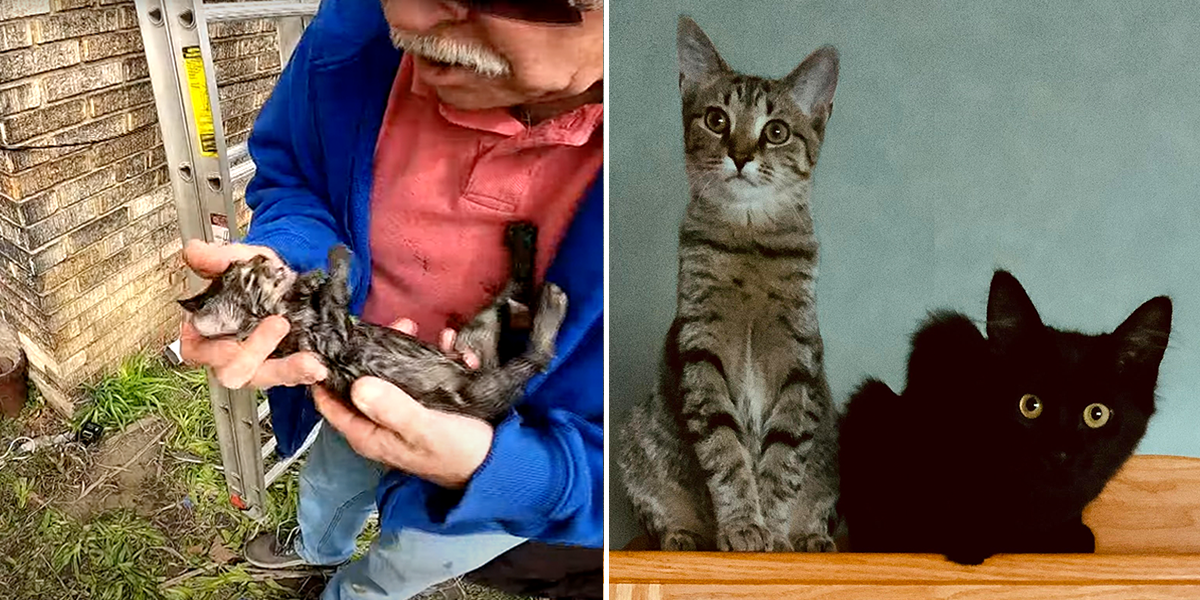 Matilda kitten, CPR, Kamm's Cat Guaridans, Cleveland, Ohio