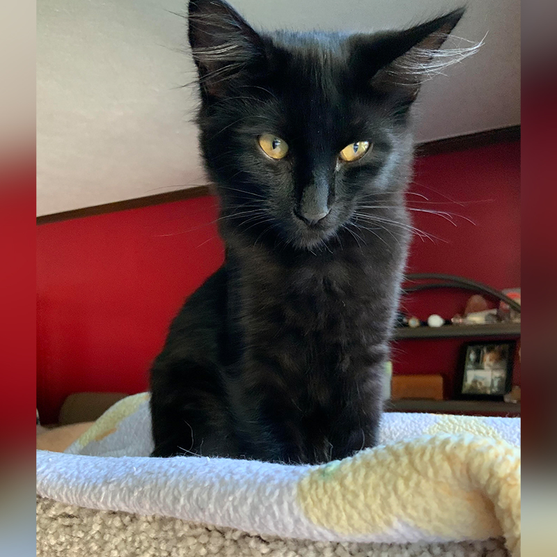 Pretty black cat named Maverick, Ohio