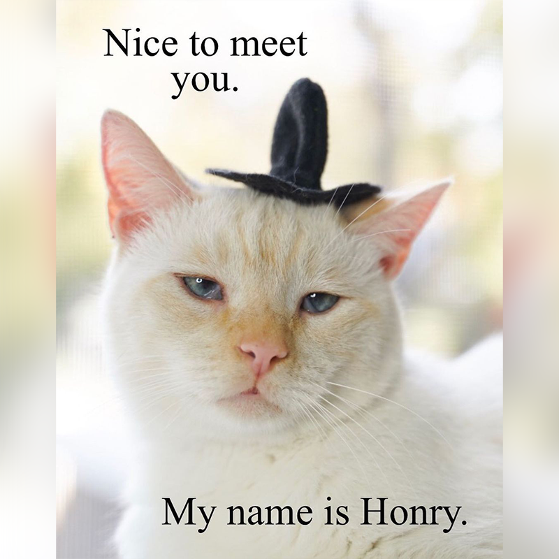 Cat wearing tiny tiny hat, 'Honry', cat gives advice