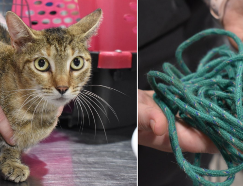 Tied to a Gas Station Bush, a Passerby Spots Little Feline ‘Fern’ and Gives Her a New Chance at Life