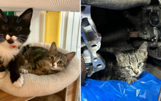 Purrelli and Michelin cover