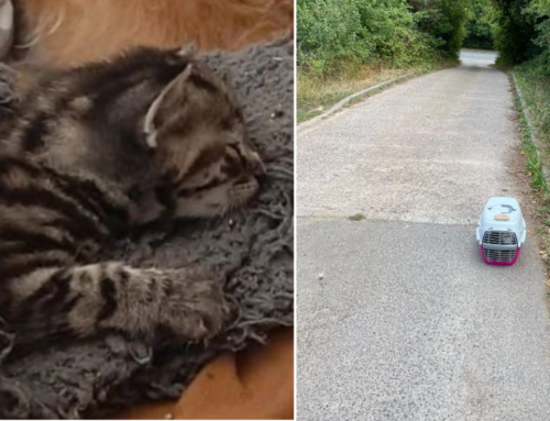 Man Runs Off After Dumping Mama Cat and Sick Kittens in Driveway of Open Shelter
