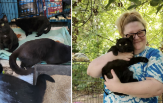 Black Cat Bonanza