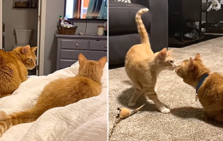 Ginger kitten Nala and Diggle the cat, Southern PA