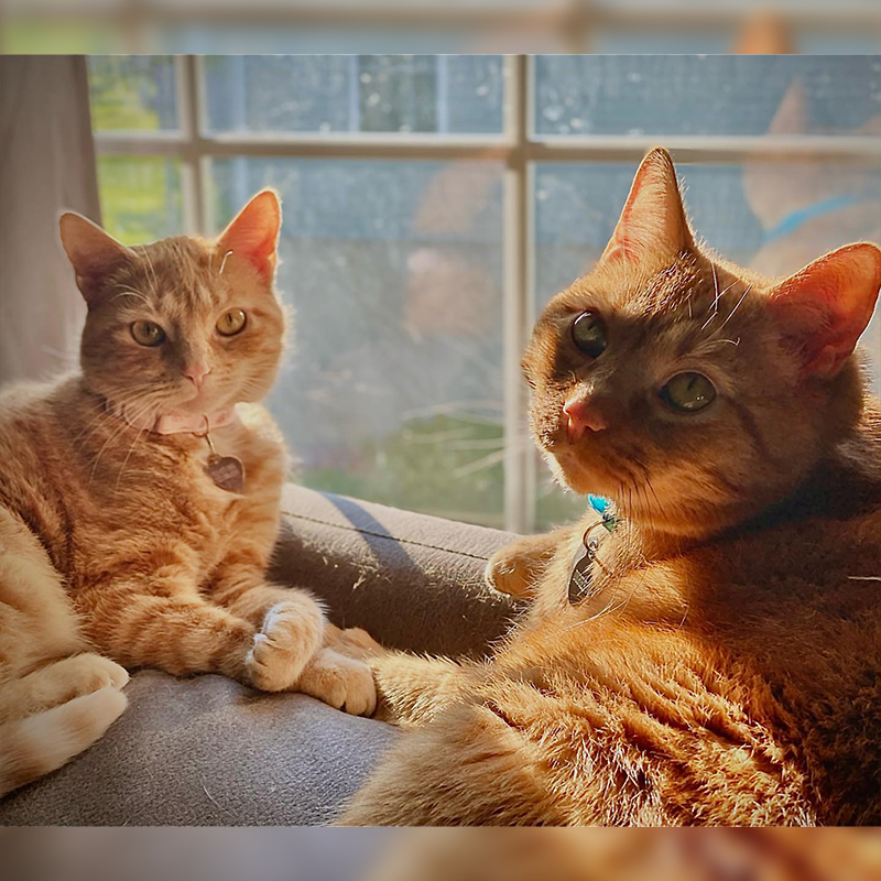 Ginger kitten and ginger cat
